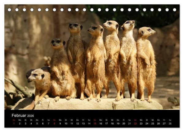 Produktbild: Erdm&auml;nnchen &ndash; Zusammen sind wir stark / CH-Version (Tischkalender 2026 DIN A5 quer), CALVENDO Monatskalender