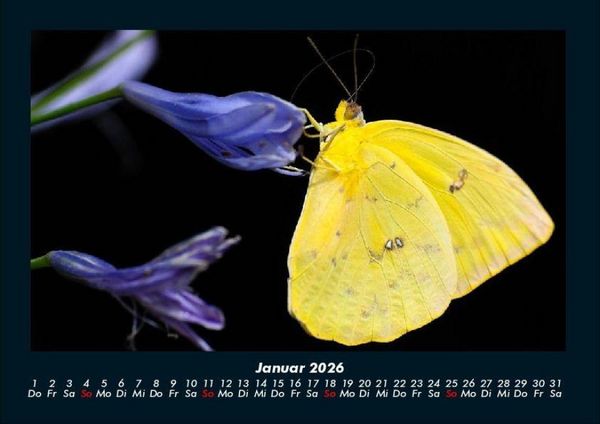 Produktbild: Bunte Pracht der Schmetterlinge 2026 Fotokalender DIN A4