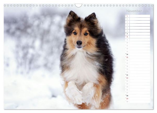 Produktbild: Shetland Sheepdogs Blacky, Anry, Mojo 2026 (Wandkalender 2026 DIN A3 quer), CALVENDO Monatskalender
