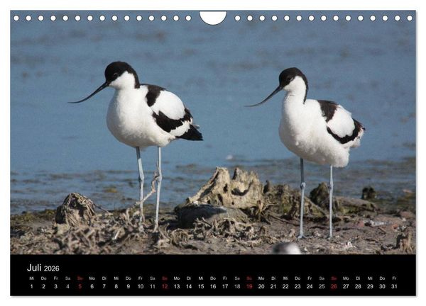 Produktbild: Limikolen Watv&ouml;gel auf dem Zug (Wandkalender 2026 DIN A4 quer), CALVENDO Monatskalender