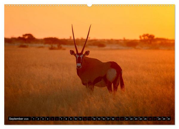 Produktbild: Faszination Botswana (hochwertiger Premium Wandkalender 2026 DIN A2 quer), Kunstdruck in Hochglanz