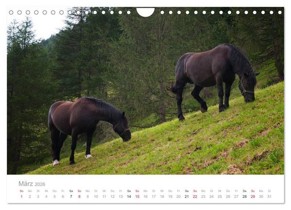 Produktbild: Tiere in Freiheit - Nutztiere auf der Alm (Wandkalender 2026 DIN A4 quer), CALVENDO Monatskalender