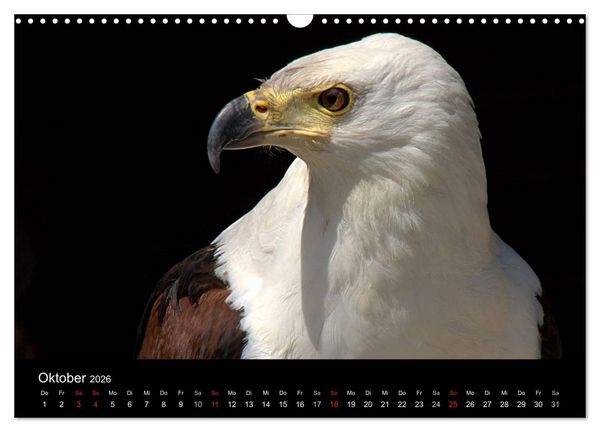 Produktbild: Greifv&ouml;gel (Wandkalender 2026 DIN A3 quer), CALVENDO Monatskalender
