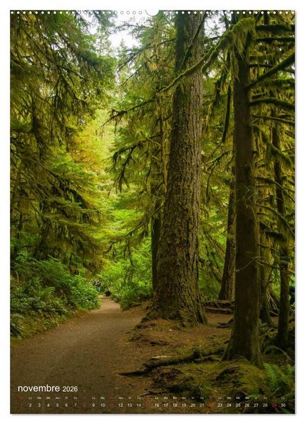 Produktbild: G&eacute;ants verts de la for&ecirc;t (Calendrier mural 2026 DIN A2 horizontal) calendrier de bureau