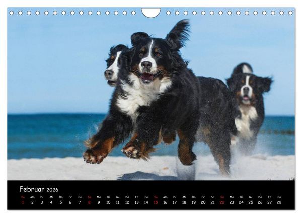 Produktbild: Berner Sennenhund 2026 (Wandkalender 2026 DIN A4 quer), CALVENDO Monatskalender