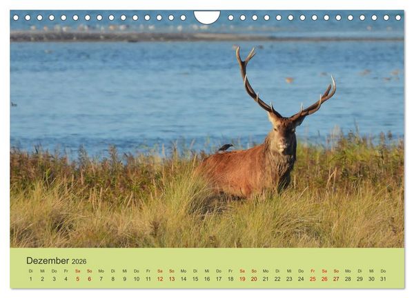 Produktbild: K&uuml;sten Hirsche - Rotwild auf dem Dar&szlig; (Wandkalender 2026 DIN A4 quer), CALVENDO Monatskalender