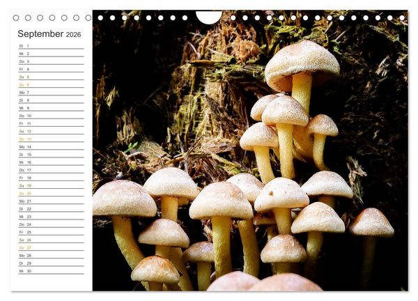 Produktbild: Schwammerl Egerlinge Pilze (Wandkalender 2026 DIN A4 quer), CALVENDO Monatskalender