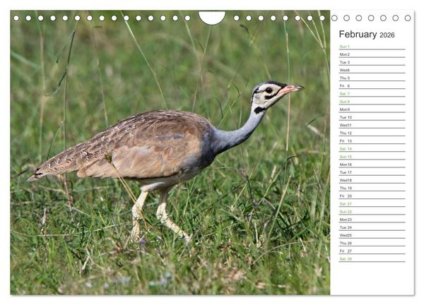 Produktbild: Kenya - its Wildlife (Wall Calendar 2026 DIN A4 landscape), CALVENDO 12 Month Wall Calendar