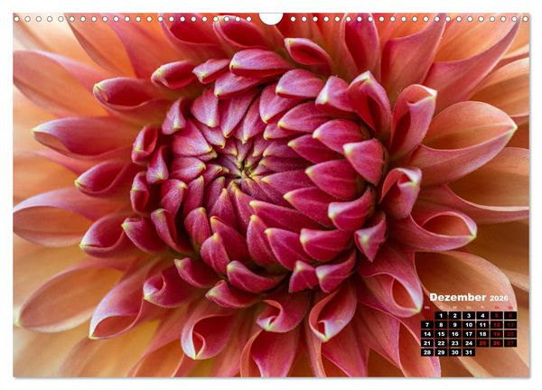 Produktbild: Im Herzen der Dahlie (Wandkalender 2026 DIN A3 quer), CALVENDO Monatskalender