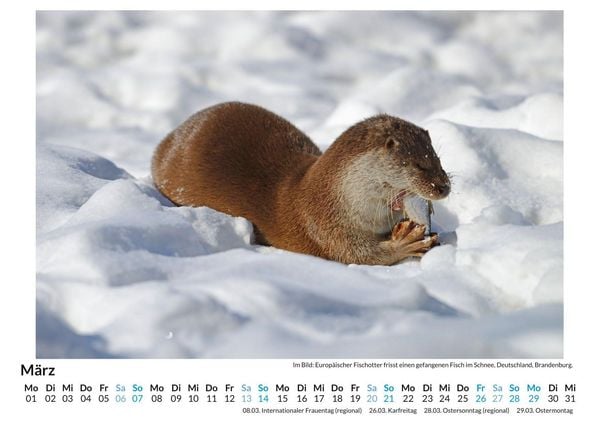Produktbild: Tiere in Eis und Schnee