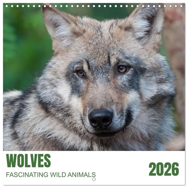 Produktbild: Wolves - fascinating wild animals (Wall Calendar 2026 12 &times; 12 Inch) CALVENDO 12 Month Wall Calendar