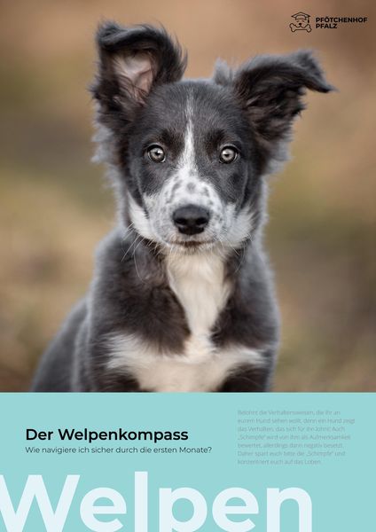 Produktbild: Der Welpenkompass