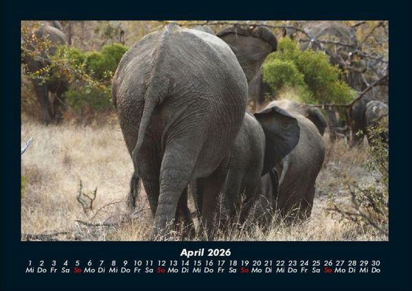 Produktbild: Elefanten Kalender 2026 Fotokalender DIN A4