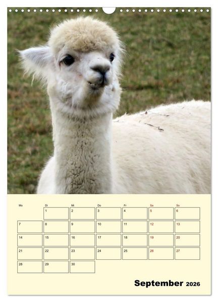 Produktbild: Alpakas erleben (Wandkalender 2026 DIN A3 hoch), CALVENDO Monatskalender