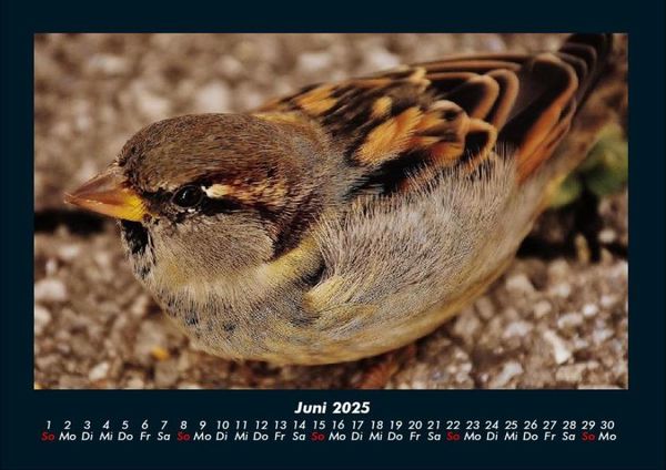 Produktbild: Welt der V&ouml;gel 2025 Fotokalender DIN A4