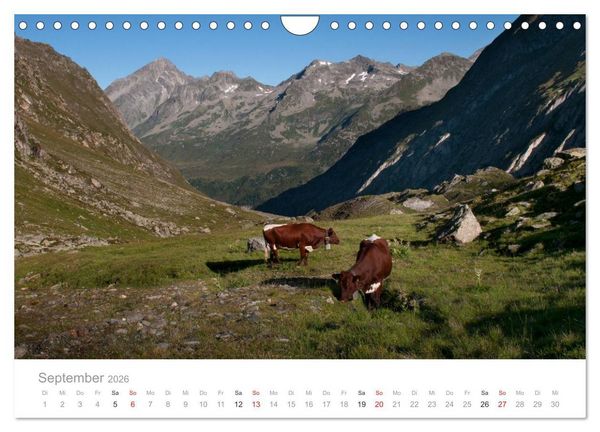 Produktbild: Tiere in Freiheit - Nutztiere auf der Alm (Wandkalender 2026 DIN A4 quer), CALVENDO Monatskalender