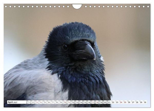 Produktbild: Im Auge der Kr&auml;he (Wandkalender 2027 DIN A4 quer), CALVENDO Monatskalender