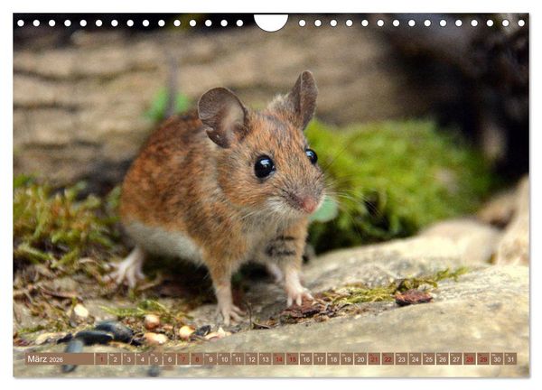 Produktbild: Gr&uuml;sse von der Maus! (Wandkalender 2026 DIN A4 quer), CALVENDO Monatskalender