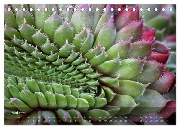 Produktbild: Sukkulenten in Haus und Garten (Tischkalender 2026 DIN A5 quer), CALVENDO Monatskalender