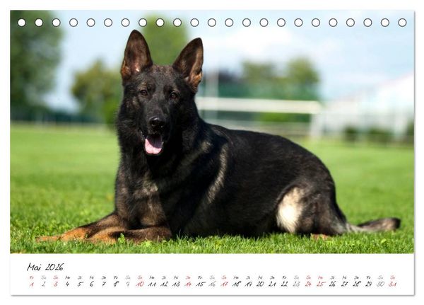Produktbild: Der graue Deutsche Sch&auml;ferhund (Tischkalender 2026 DIN A5 quer), CALVENDO Monatskalender