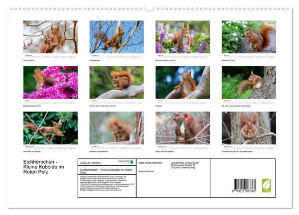 Produktbild: Eichh&ouml;rnchen - Kleine Kobolde im Roten Pelz (hochwertiger Premium Wandkalender 2026 DIN A2 quer), Kunstdruck in Hochglanz