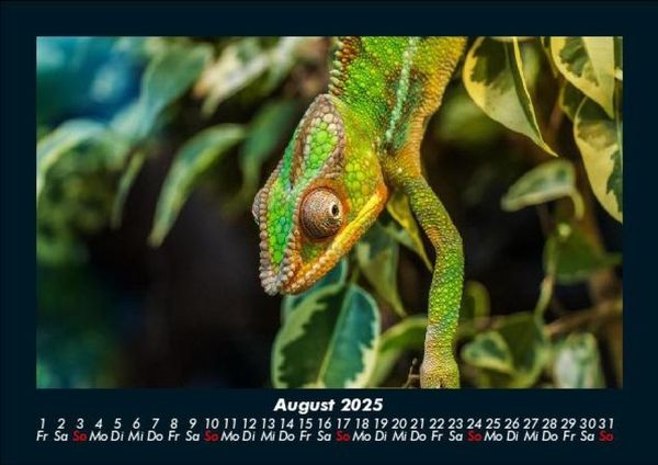 Produktbild: Welt der Tiere 2025 Fotokalender DIN A5