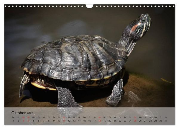 Produktbild: Reptilien Schlangen, Echsen und Co. (Wandkalender 2026 DIN A3 quer), CALVENDO Monatskalender