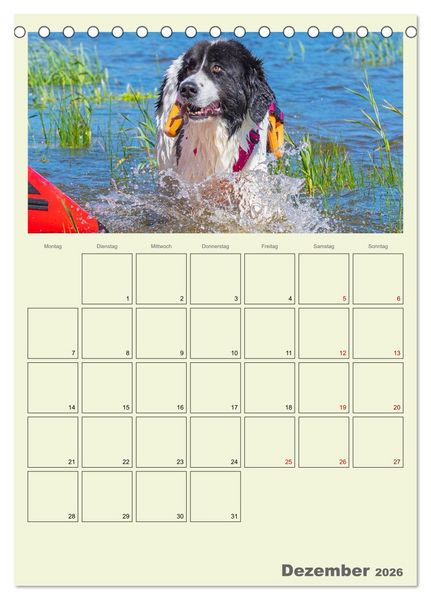 Produktbild: Faszination Landseer - Mit Plan durch das Jahr (Tischkalender 2026 DIN A5 hoch), CALVENDO Monatskalender