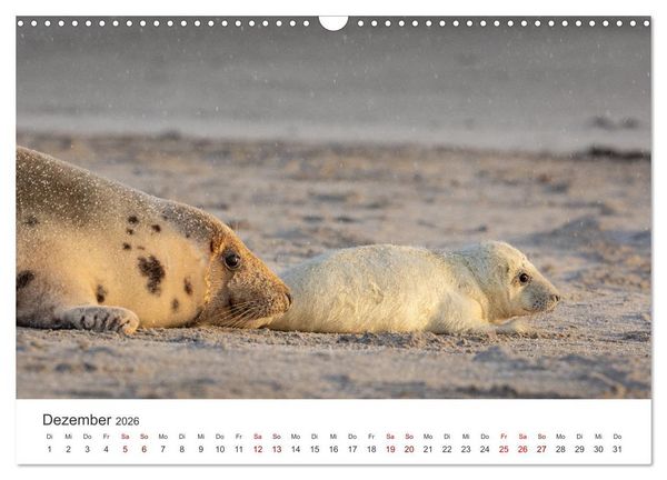 Produktbild: Junge Kegelrobben (Wandkalender 2026 DIN A3 quer), CALVENDO Monatskalender