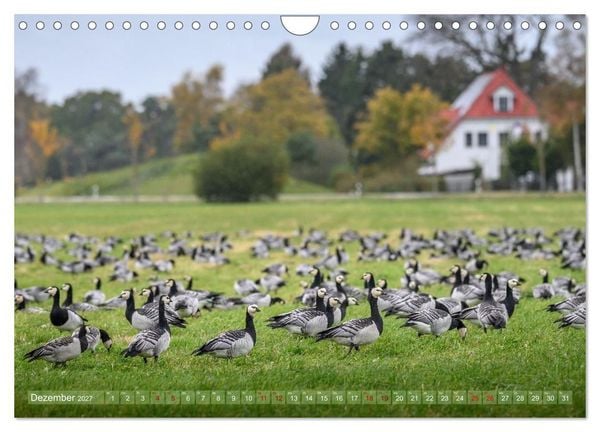 Produktbild: Gans sch&ouml;n wild (Wandkalender 2027 DIN A4 quer), CALVENDO Monatskalender