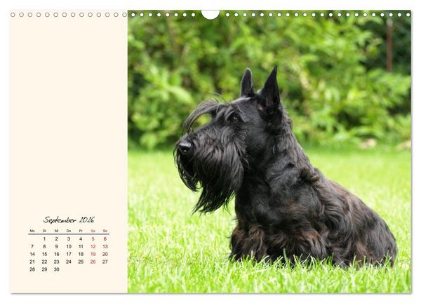 Produktbild: Scottish Terrier - Charmantes Rauhbein (Wandkalender 2026 DIN A3 quer), CALVENDO Monatskalender