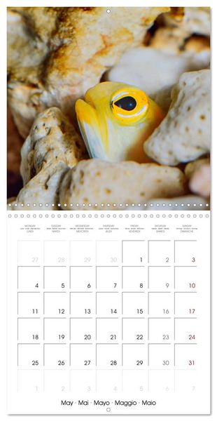 Produktbild: Fish magic (Wall Calendar 2026 12 &times; 12 Inch) CALVENDO 12 Month Wall Calendar