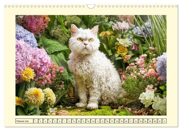 Produktbild: Selkirk Rex Katzen. Lockenzauber im Blumengarten (Wandkalender 2026 DIN A3 quer), CALVENDO Monatskalender