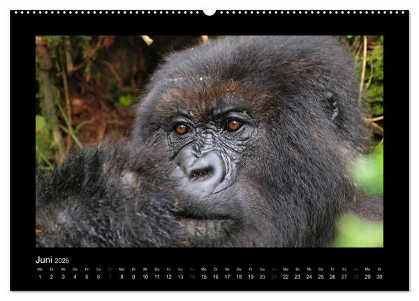 Produktbild: Wilde Tiere Afrikas (Wandkalender 2026 DIN A2 quer), CALVENDO Monatskalender