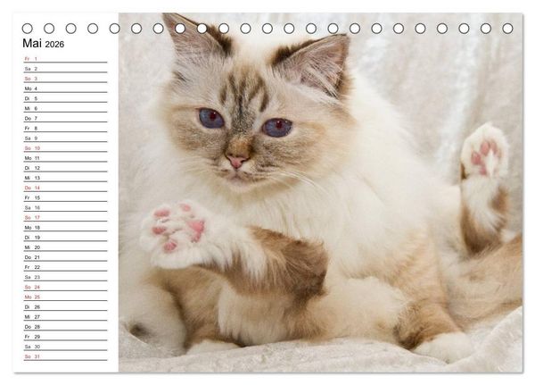 Produktbild: Bezaubernde Rassekatzen (Tischkalender 2026 DIN A5 quer), CALVENDO Monatskalender