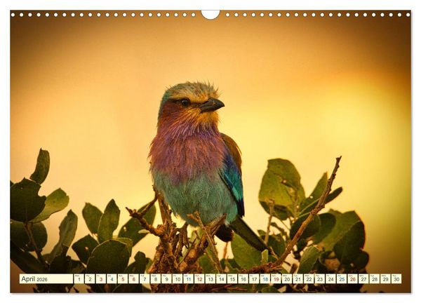 Produktbild: Fantastic Kenya (Wall Calendar 2026 DIN A3 landscape), CALVENDO 12 Month Wall Calendar