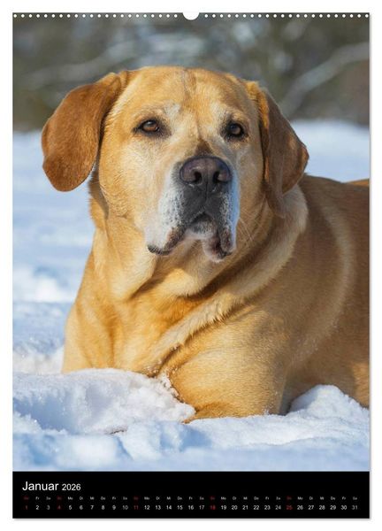 Produktbild: Faszination Labrador Retriever (hochwertiger Premium Wandkalender 2026 DIN A2 hoch), Kunstdruck in Hochglanz