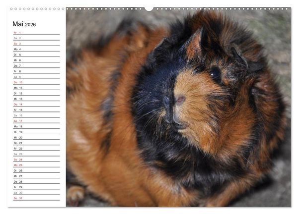 Produktbild: Meerschweinchen Niedliche Herzensbrecher (hochwertiger Premium Wandkalender 2026 DIN A2 quer), Kunstdruck in Hochglanz