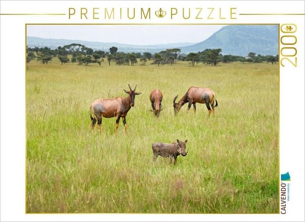 CALVENDO Puzzle Antilopen und Warzenschwein | 2000 Teile Lege-Größe 90x67cm Foto-Puzzle für glückliche Stunden