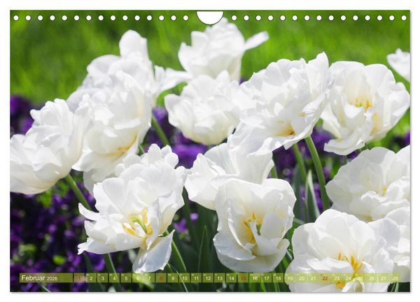 Produktbild: Wei&szlig;e Fr&uuml;hlingsbl&uuml;ten (Wandkalender 2026 DIN A4 quer), CALVENDO Monatskalender