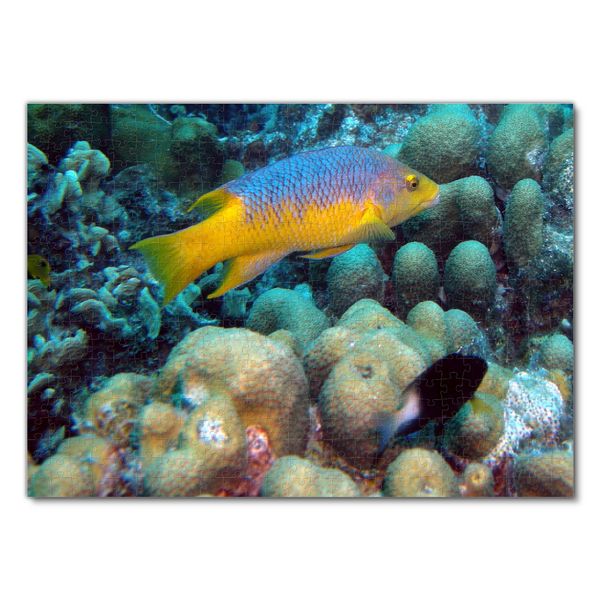 Produktbild: Lais Puzzle Fisch 500 Teile
