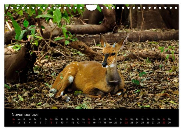 Produktbild: Wildes Afrika (Wandkalender 2026 DIN A4 quer), CALVENDO Monatskalender
