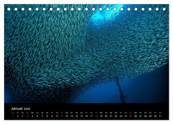 Produktbild: Fischschw&auml;rme (Tischkalender 2026 DIN A5 quer), CALVENDO Monatskalender