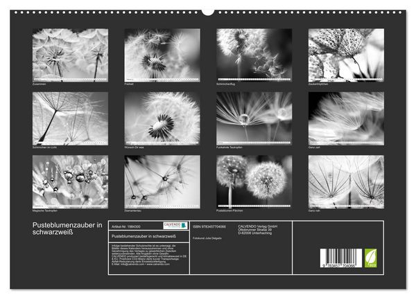 Produktbild: Pusteblumenzauber in schwarzwei&szlig; (hochwertiger Premium Wandkalender 2026 DIN A2 quer), Kunstdruck in Hochglanz