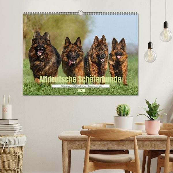 Produktbild: Altdeutsche Sch&auml;ferhunde - Traumhafte Sch&auml;ferhunde Langstockhaar (Wandkalender 2026 DIN A2 quer), CALVENDO Monatskalender
