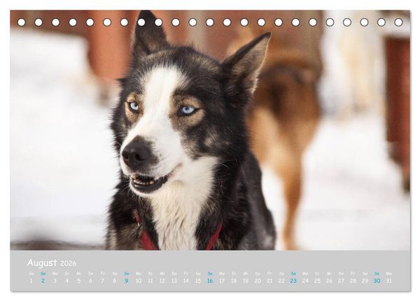 Produktbild: Alaskan Huskies (Tischkalender 2026 DIN A5 quer), CALVENDO Monatskalender