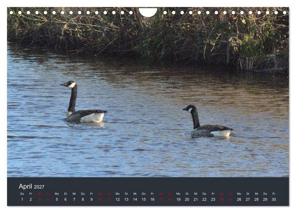 Produktbild: Heimat im Bremer Blockland (Wandkalender 2027 DIN A4 quer), CALVENDO Monatskalender