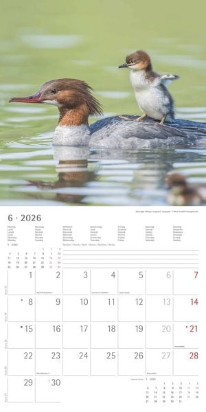 Produktbild: Tierbabys 2026 - Broschürenkalender 30x30 cm (30x60 geöffnet) - Kalender mit Platz für Notizen - Baby Animals - Bildkalender - Wandplaner - Alpha Edit