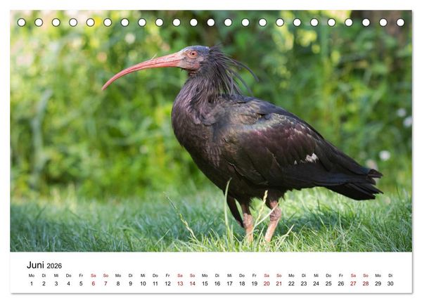 Produktbild: Der Waldrapp - Ein skurriler Vogel (Tischkalender 2026 DIN A5 quer), CALVENDO Monatskalender