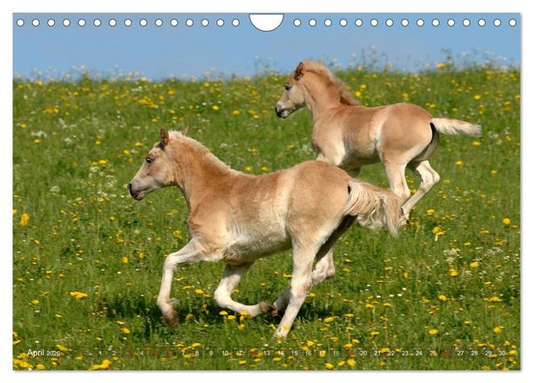 Produktbild: Haflinger Sch&ouml;nheiten (Wandkalender 2026 DIN A4 quer), CALVENDO Monatskalender